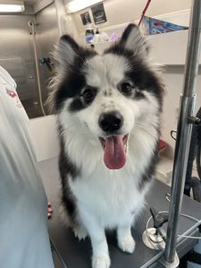 Dog Tags Mobile Grooming photo 4