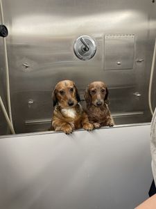 Dog Tags Mobile Grooming photo 5