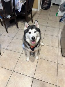 Dog Tags Mobile Grooming photo 6