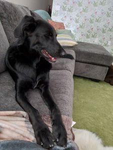 Dog Tags Mobile Grooming photo 7