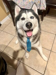 Dog Tags Mobile Grooming photo 8