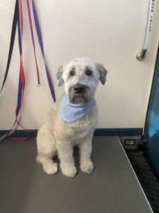 Dog Tags Mobile Grooming photo 9