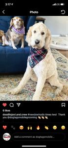 Dog Tags Mobile Grooming photo 10