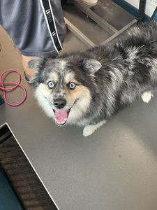 Dog Tags Mobile Grooming photo 11