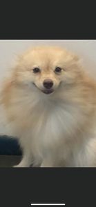 Dog Tags Mobile Grooming photo 12