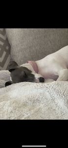 Dog Tags Mobile Grooming photo 14