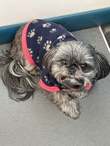 Dog Tags Mobile Grooming photo 16