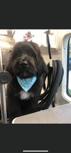 Dog Tags Mobile Grooming photo 18