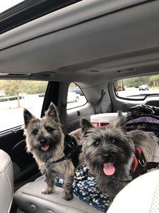 Dog Tags Mobile Grooming photo 19