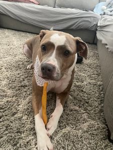 Dog Tags Mobile Grooming photo 20