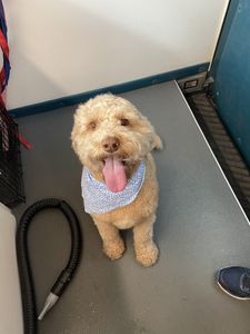 Dog Tags Mobile Grooming photo 21