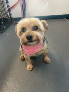 Dog Tags Mobile Grooming photo 23