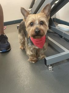 Dog Tags Mobile Grooming photo 24