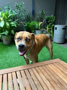 Woof Happens photo 5