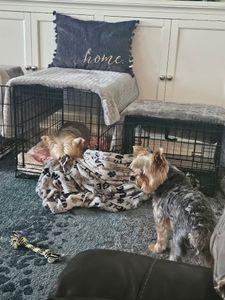 Woof Happens photo 8