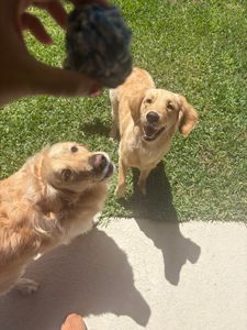 Woof Happens photo 9