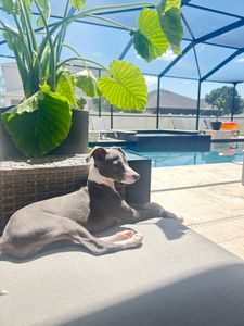 Woof Happens photo 12