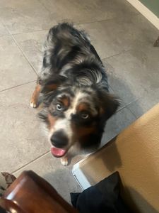 Woof Happens photo 14