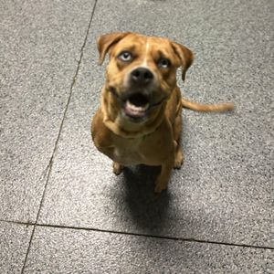 Woof Happens photo 16