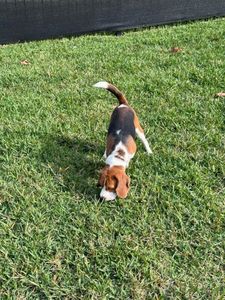 Woof Happens photo 17