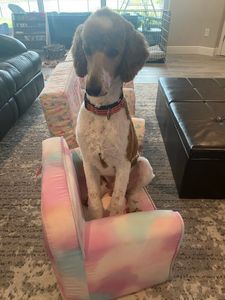 Woof Happens photo 19