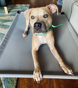 Woof Happens photo 20