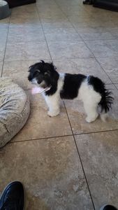 Woof Happens photo 22