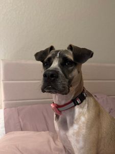 Woof Happens photo 23