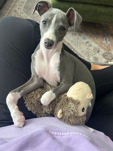 Woof Happens photo 24