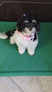 Woof Happens photo 33