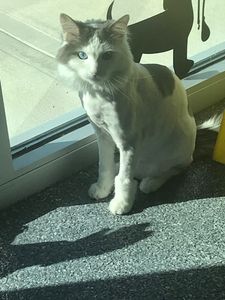 Walk-In Veterinary Care photo 2