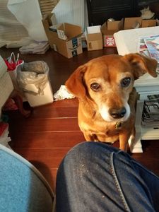 Walk-In Veterinary Care photo 6