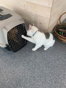 Walk-In Veterinary Care photo 7