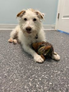 Walk-In Veterinary Care photo 8