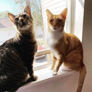 Walk-In Veterinary Care photo 9