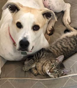 Walk-In Veterinary Care photo 10