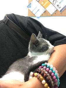 Walk-In Veterinary Care photo 11