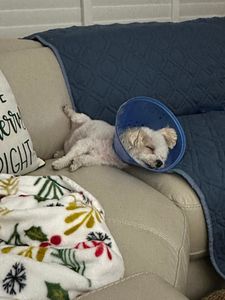 Walk-In Veterinary Care photo 12