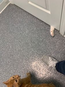 Walk-In Veterinary Care photo 14