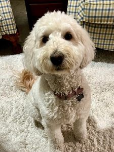 Walk-In Veterinary Care photo 15