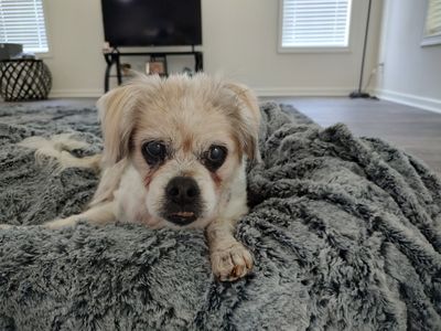 Walk-In Veterinary Care photo 17