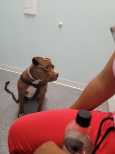 Walk-In Veterinary Care photo 18