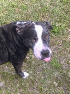 Walk-In Veterinary Care photo 19