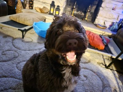 Walk-In Veterinary Care photo 20