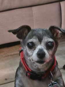 Walk-In Veterinary Care photo 21