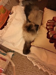 Walk-In Veterinary Care photo 22