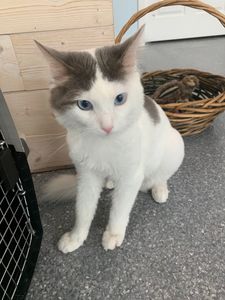 Walk-In Veterinary Care photo 23