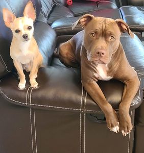 Walk-In Veterinary Care photo 24