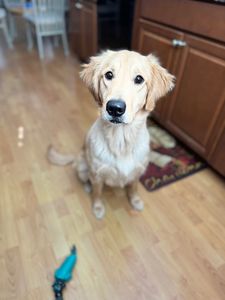 Walk-In Veterinary Care photo 25