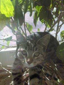 Walk-In Veterinary Care photo 26